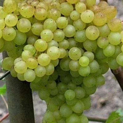 Виноград КИШМИШ 342  Виноград КИШМИШ 342 в Ярославле