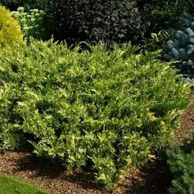 Можжевельник ВАРИЕГАТА казацкий  Можжевельник ВАРИЕГАТА казацкий в Ярославле