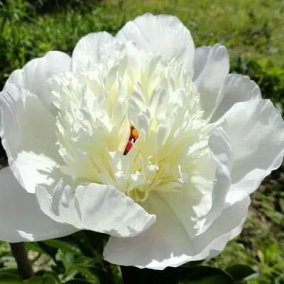 Пион ИММАКУЛИ травянистый  Пион ИММАКУЛИ травянистый в Ярославле