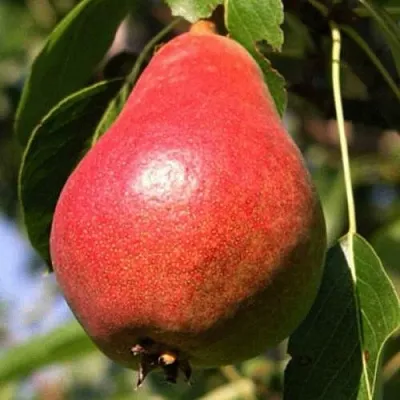 Груша НАРЯДНАЯ ЕФИМОВА  Груша НАРЯДНАЯ ЕФИМОВА в Ярославле