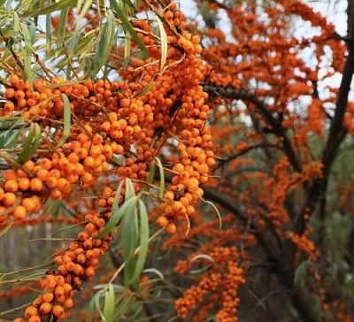 Облепиха СЕРАФИМА в Ярославле