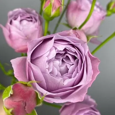 Саженцы роз ЛАВЕНДЕР БАБЛС спрей  Саженцы роз ЛАВЕНДЕР БАБЛС спрей в Ярославле