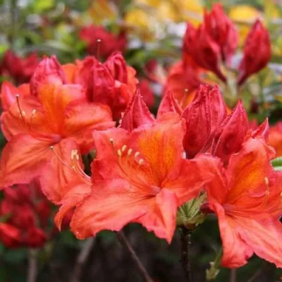 Азалия ЛИЛИНШТЕЙН японская  Азалия ЛИЛИНШТЕЙН японская в Ярославле