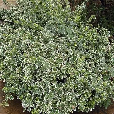 Бересклет ЭМЕРАЛЬД ГАИТИ форчуна  Бересклет ЭМЕРАЛЬД ГАИТИ форчуна в Ярославле