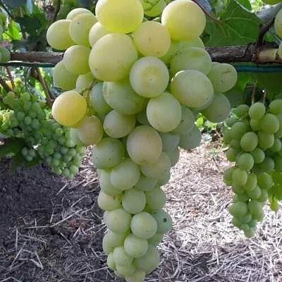 Виноград ФРУМОАСА АЛБЭ  Виноград ФРУМОАСА АЛБЭ в Ярославле