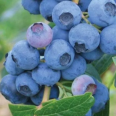 Голубика ЭРЛИБЛЮ  Голубика ЭРЛИБЛЮ в Ярославле