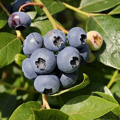 Голубика ШАНТЕКЛЕР  Голубика ШАНТЕКЛЕР в Ярославле