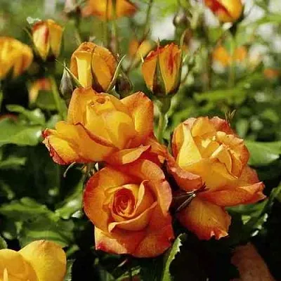 Саженцы роз САХАРА плетистая в Ярославле