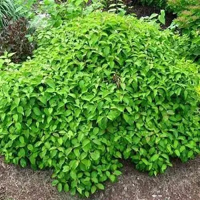 Дерен КЕЛСЕИ шелковистый   Дерен КЕЛСЕИ шелковистый  в Ярославле