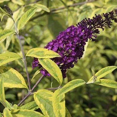 Буддлея давида САНТАНА   Буддлея давида САНТАНА  в Ярославле