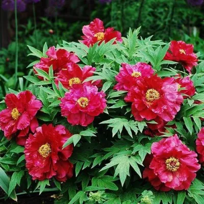 Пион КРАСНЫЙ ЛОТОС древовидный в Ярославле