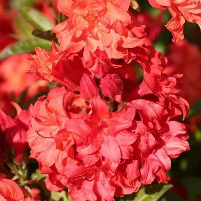Азалия ФОЙЕРКОПФЕН крупноцветковая  Азалия ФОЙЕРКОПФЕН крупноцветковая в Ярославле