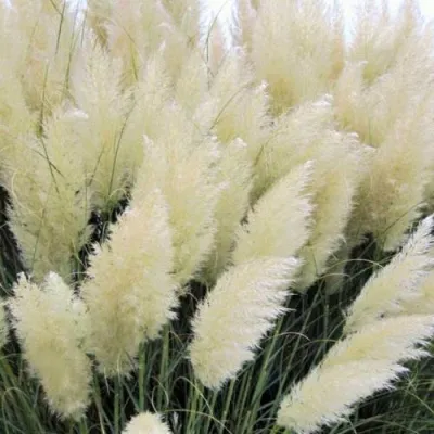 Кортадерия белая (пампасная трава) в Ярославле