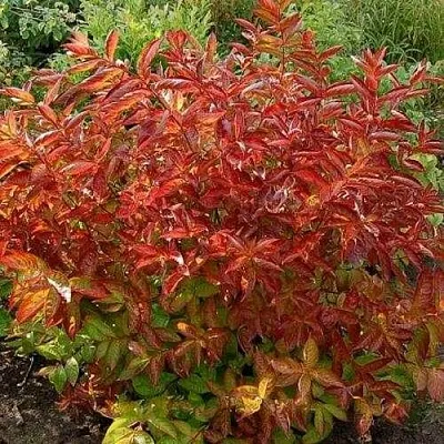 Вейгела ОГНЕННЫЕ КРЫЛЬЯ  Вейгела ОГНЕННЫЕ КРЫЛЬЯ в Ярославле