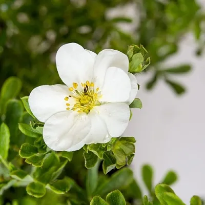 Лапчатка СНОУБЕРД кустарниковая  Лапчатка СНОУБЕРД кустарниковая в Ярославле