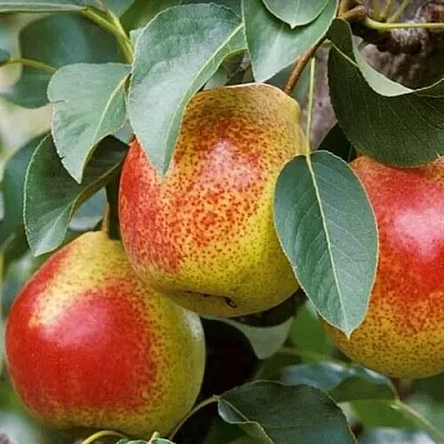 Груша ГОРНАЯ КРАСАВИЦА  Груша ГОРНАЯ КРАСАВИЦА в Ярославле