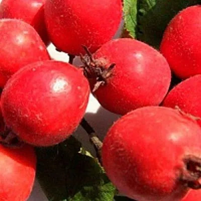 Боярышник КРУПНОПЛОДНЫЙ  Боярышник КРУПНОПЛОДНЫЙ в Ярославле