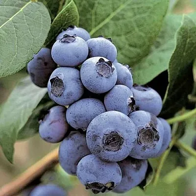 Голубика ПАТРИОТ  Голубика ПАТРИОТ в Ярославле