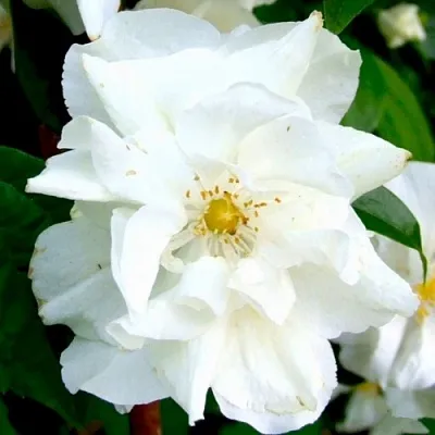 Жасмин РОЗАЦЕ  Жасмин РОЗАЦЕ в Ярославле