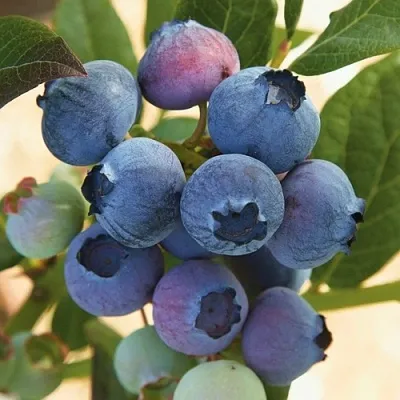 Голубика ОСОРНО в Ярославле