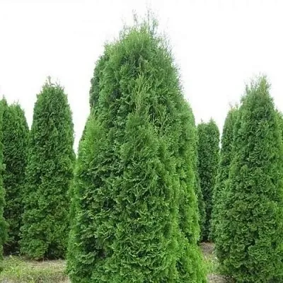 Туя КОЛУМНА западная  Туя КОЛУМНА западная в Ярославле