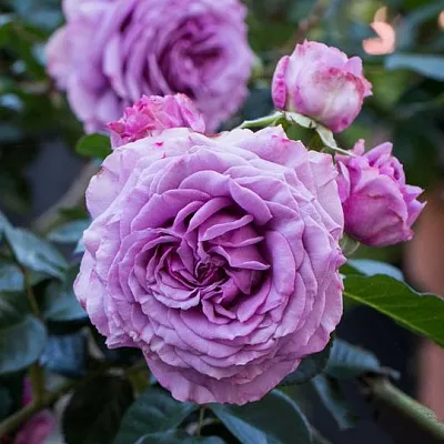 Саженцы роз СИЛЬВЕР КВИК плетистая в Ярославле