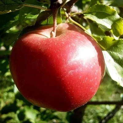 Яблоня НАСТЕНЬКА в Ярославле