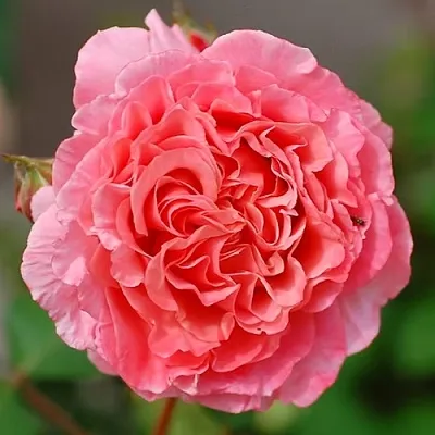 Саженцы роз ЛОРАН КАБРОЛЬ шраб  Саженцы роз ЛОРАН КАБРОЛЬ шраб в Ярославле