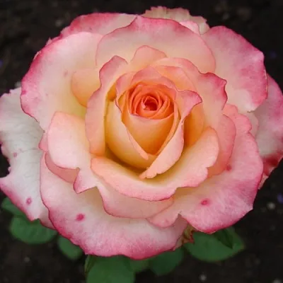 Саженцы роз ДУЭТ чайно-гибридная в Ярославле