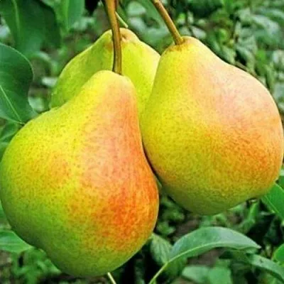 груша ФЕЕРИЯ груша ФЕЕРИЯ