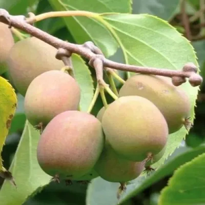 Актинидия ГИБРИДНАЯ КОЛБАСИНОЙ — описание сорта Актинидия ГИБРИДНАЯ КОЛБАСИНОЙ в Ярославле