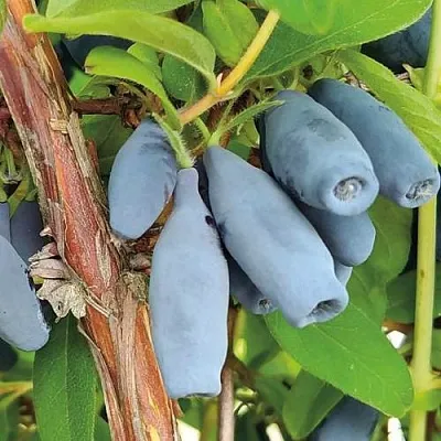 Жимолость съедобная ВОСТОРГ в Ярославле