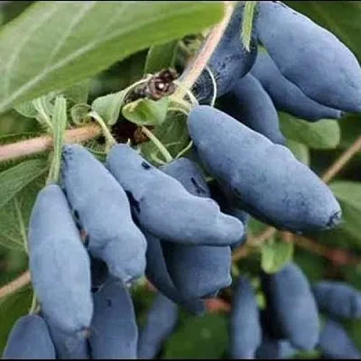 Жимолость съедобная СИНИЙ ШАРИК в Ярославле