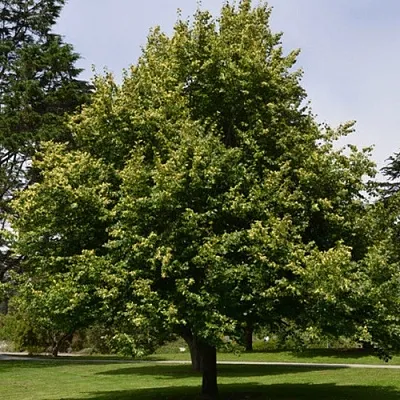 Липа сердцевидная в Ярославле