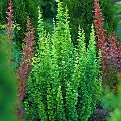 Барбарис ЭРЕКТА тунберга  Барбарис ЭРЕКТА тунберга в Ярославле