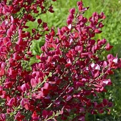 Ракитник БОСКОП РУБИ   Ракитник БОСКОП РУБИ  в Ярославле