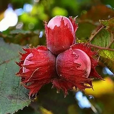 Фундук КРАСНЫЙ ЯНТАРЬ в Ярославле