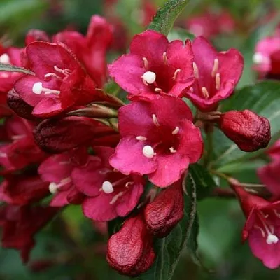 Вейгела ЕВА РАТКЕ  Вейгела ЕВА РАТКЕ в Ярославле