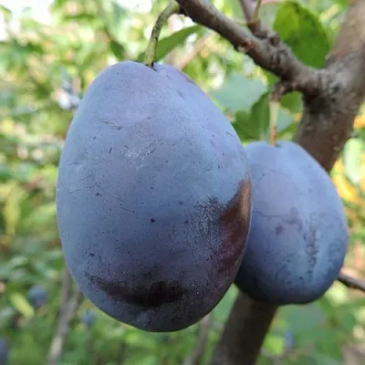 Слива АМЕРС  Слива АМЕРС в Ярославле