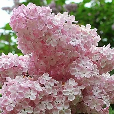 Сирень ВЕЧЕРНИЙ ЗВОН  Сирень ВЕЧЕРНИЙ ЗВОН в Ярославле