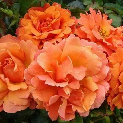 Саженцы роз БРИДЖ ОФ САЙЗ плетистая в Ярославле