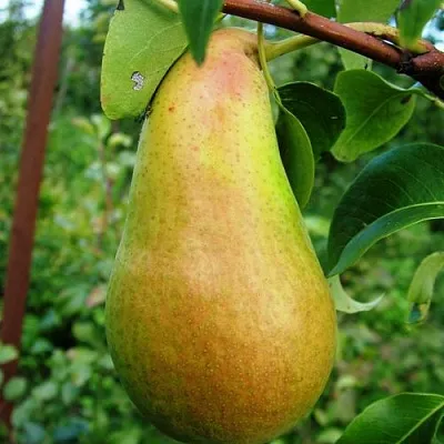 Груша АМФОРА  Груша АМФОРА в Ярославле