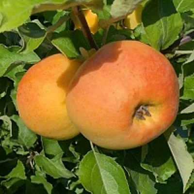 Яблоня АНТОНОВКА ЗОЛОТАЯ  Яблоня АНТОНОВКА ЗОЛОТАЯ в Ярославле