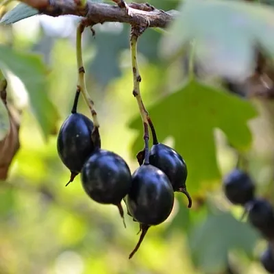 Смородина золотистая ДУСТЛИК  Смородина золотистая ДУСТЛИК в Ярославле