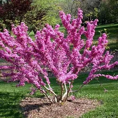 ЦЕРЦИС канадский   ЦЕРЦИС канадский  в Ярославле