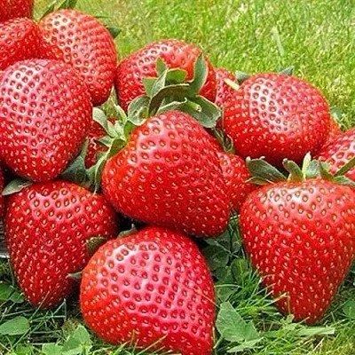 Клубника ЭЛИАНЕ в Ярославле