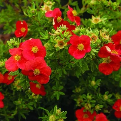 Лапчатка РЕД АЙС кустарниковая  Лапчатка РЕД АЙС кустарниковая в Ярославле