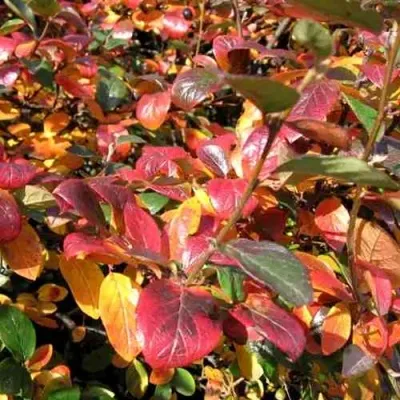 Кизильник блестящий — описание сорта Кизильник блестящий в Ярославле