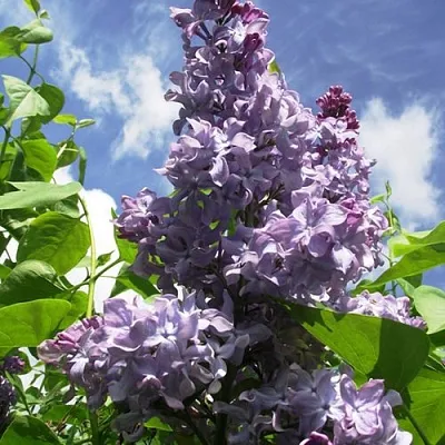 Сирень КРЫЛЬЯ НАДЕЖДЫ в Ярославле