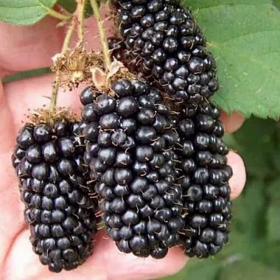 Ежевика ЛОХ НЕСС бесшипная  Ежевика ЛОХ НЕСС бесшипная в Ярославле